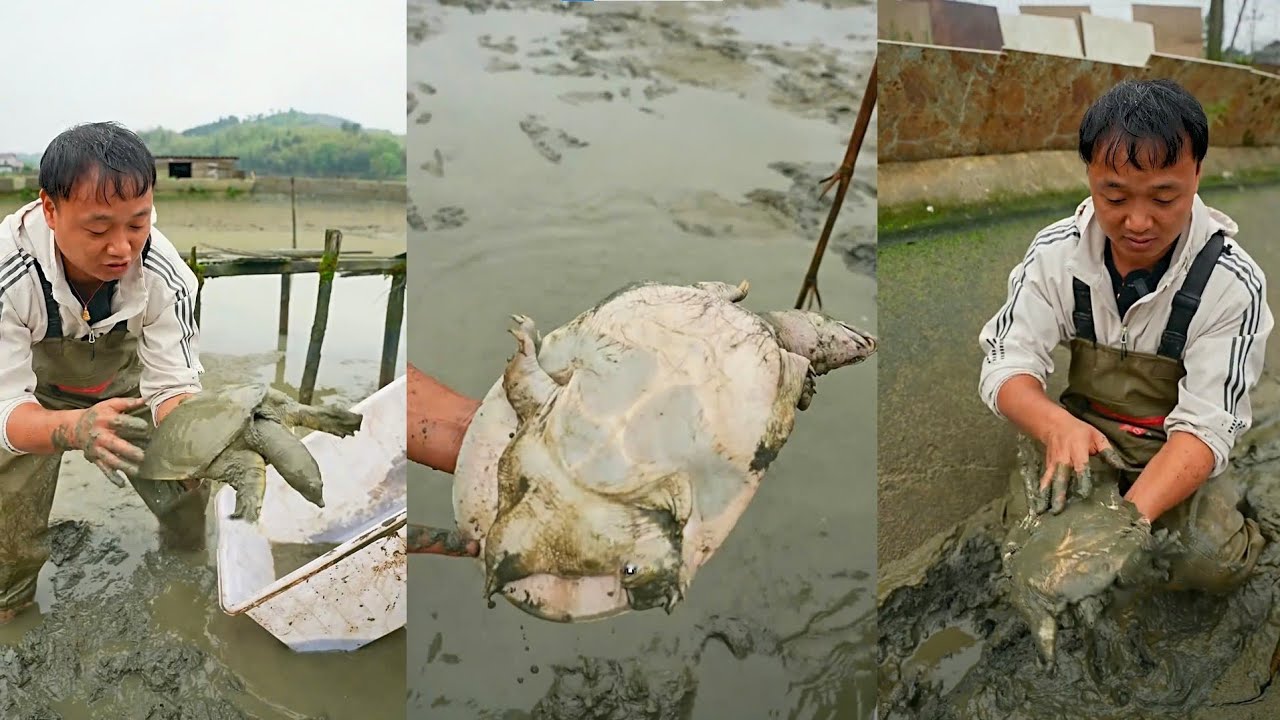 Bỏ 1000 tệ mua ao ba ba khô cạn