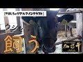 【田舎暮らし】やましろ、牛飼い始めます。I will start a wagyu farmer.