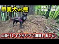 【総集編】甲斐犬と山登りしたらクマに遭遇した【甲斐犬vs熊】