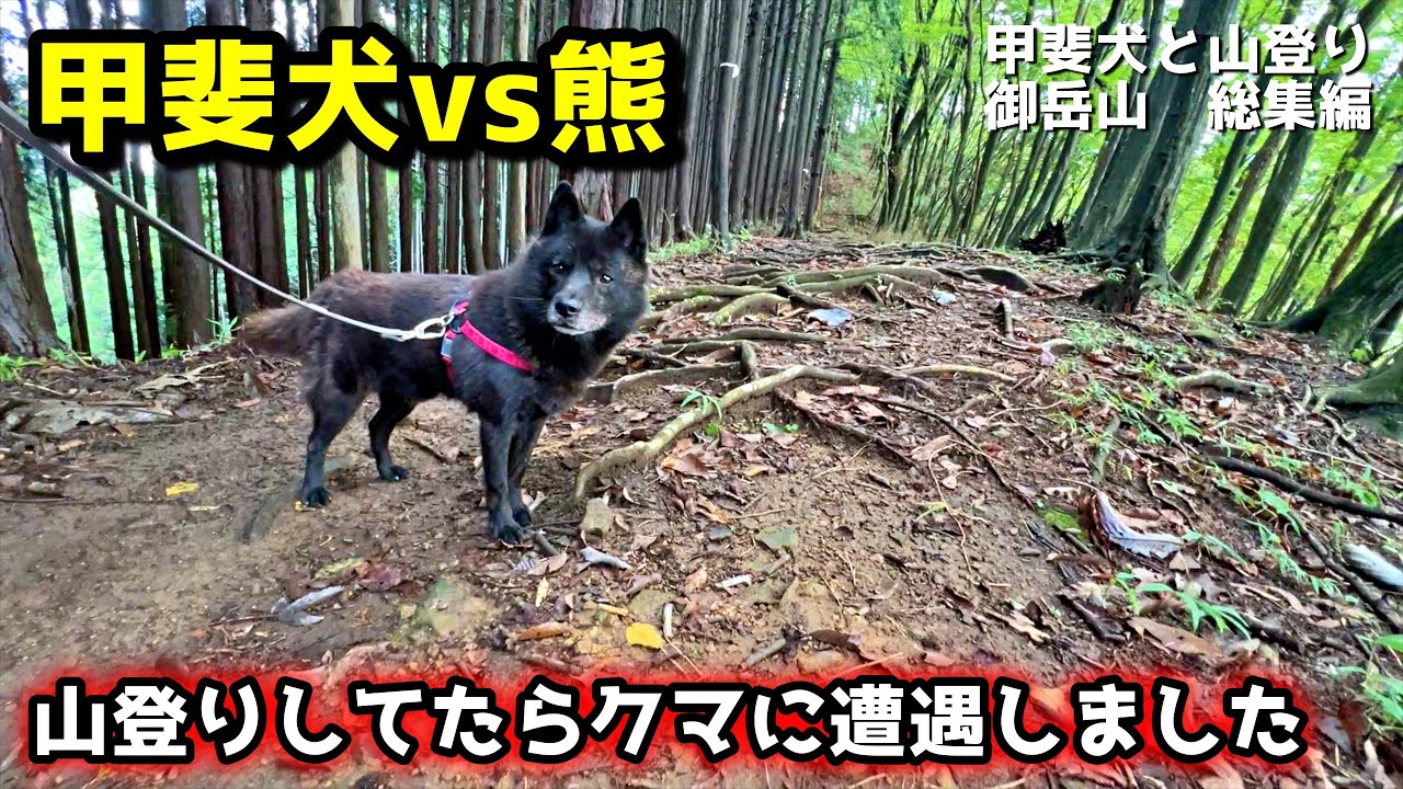 【総集編】甲斐犬と山登りしたらクマに遭遇した【甲斐犬vs熊】