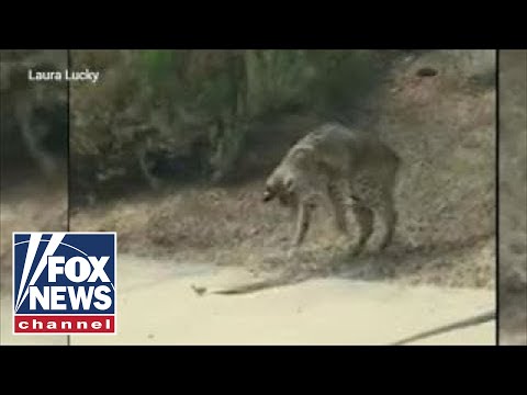 WILD video: Fierce battle between a bobcat and rattlesnake