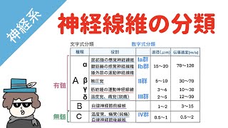 神経線維の分類