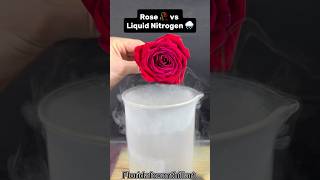 Celebrity Rose 🥀 vs Liquid Nitrogen 🌧️  #Satisfying #Experiment #Science #ASMR #LiquidNitrogen Wealth