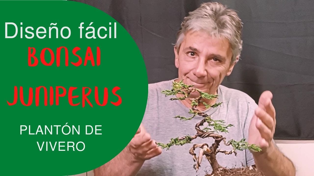 Diseño fácil de bonsái juníperus a partir de plantón de vivero.