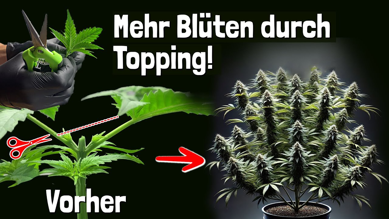 Topping richtig gemacht: So maximierst du deine Erträge!
