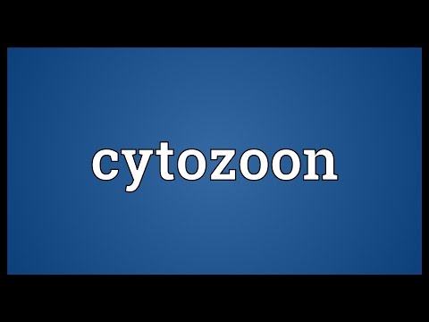 Header of cytozoon