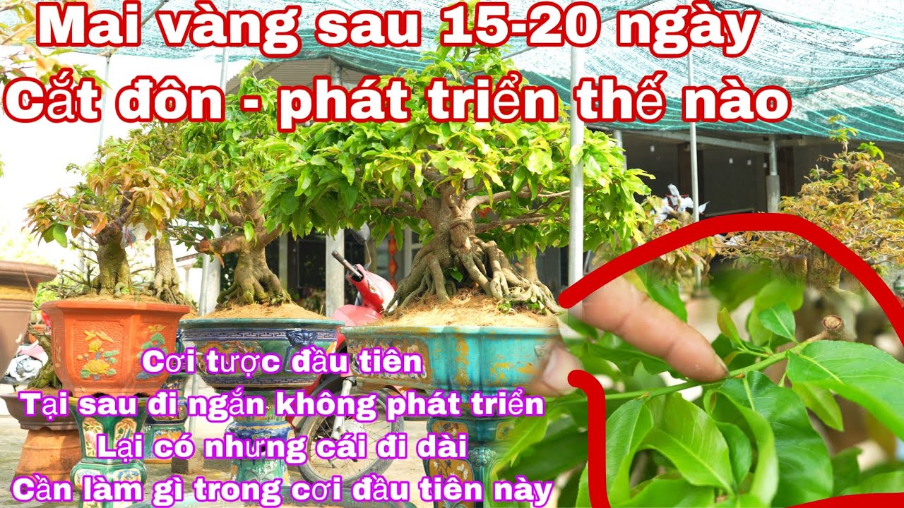 MAI VÀNG SAU 15 NGÀY CẮT ĐÔN , mai vàng đi coi tược đầu tiên chăm sóc xử lý như thế nào
