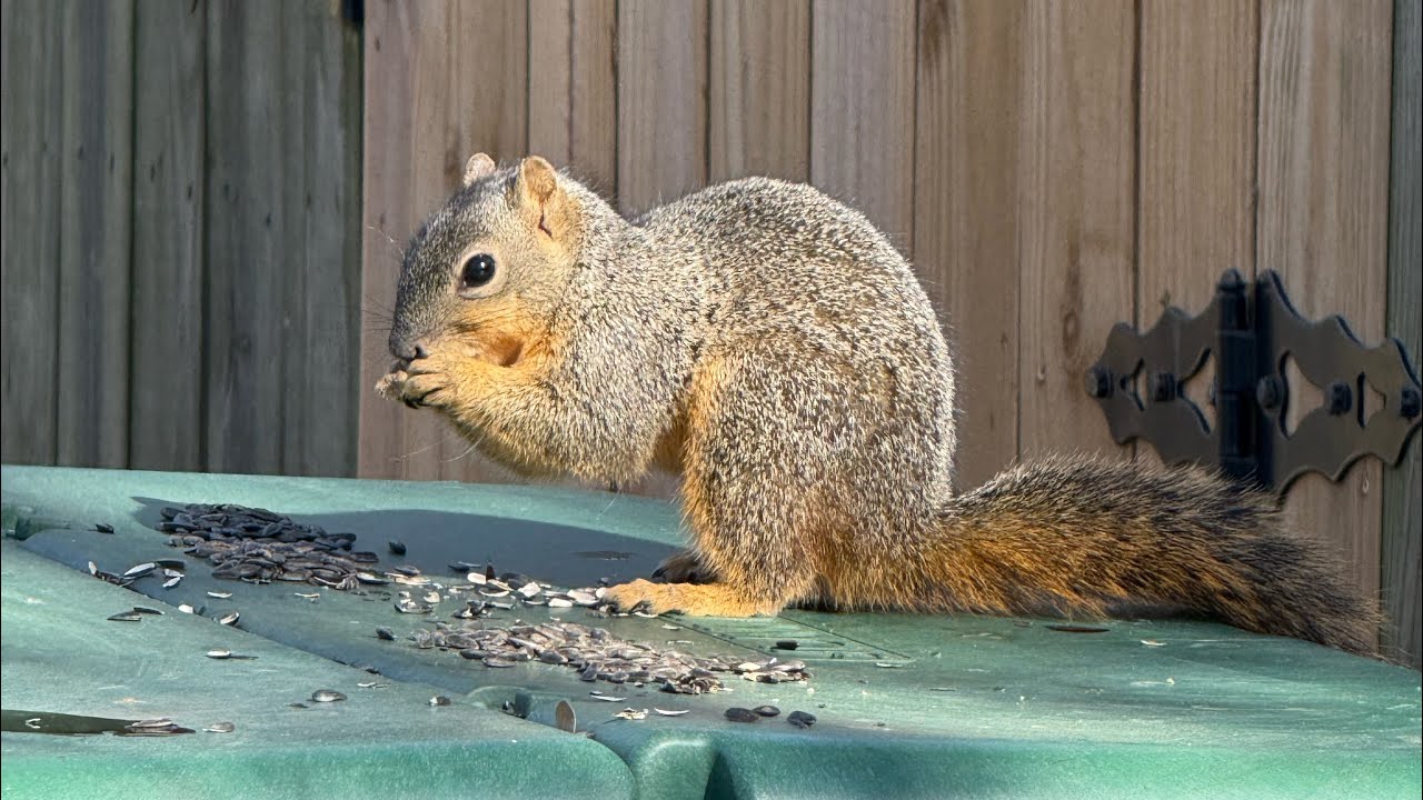 Squirrels scramble and shuffle between platforms as they fill their bellies before a cold spell.