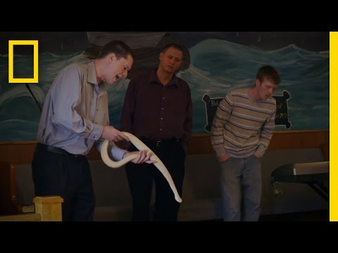 A Curious Spectator | Snake Salvation