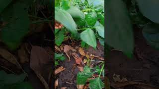 hari bhari beans ke patia #beans #frenchbeans #organicfarming