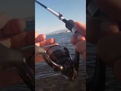 Double Strike! | Tek atışta çift balık! Avın videosu profilimde... #lrf #fishing #catchandrelease