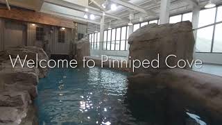 The Maritime Aquarium at Norwalk – Introducing Pinniped Cove