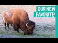 A Sneak Peek of Yellowstone National Park