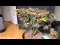 Timelapse of purple lemonade auto from fastbuds  156 grams dry