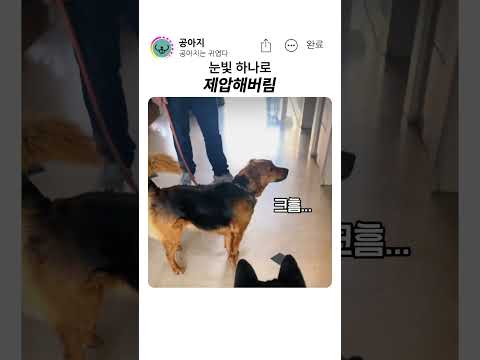 눈빛 하나로 제압해버림 #강아지  #<strong>반려견</strong>