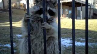 Who talks to a Raccoon?... DO NOT try this at home by carsenparker 3,359,284 views 13 years ago 4 minutes, 19 seconds