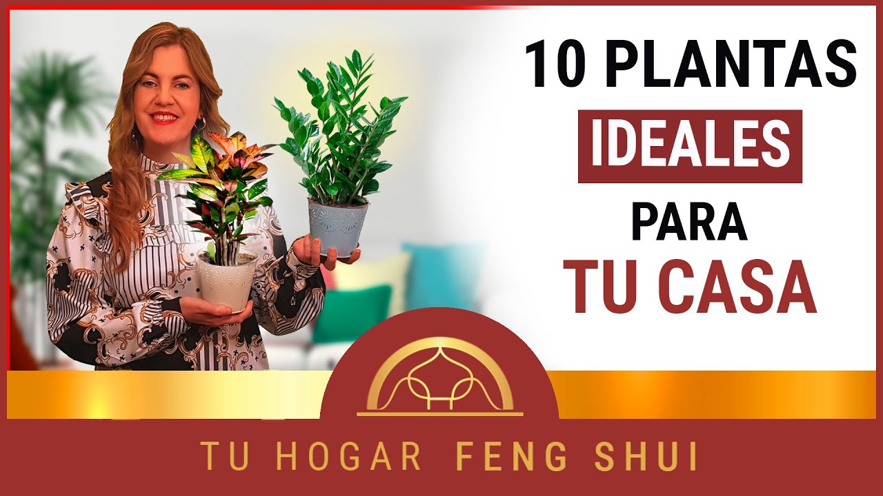 ? Las MEJORES PLANTAS DE INTERIOR ? según el FENG SHUI ㊗️ - YouTube