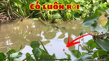 Câu Cá Tra Cá Rô Đồng - Câu Giải Trí Dính Con Cá Bự Luôn | Fishing - Miền Tây