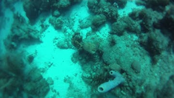 AOW Navigation Dive in Curacao