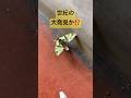 大発見⁉️ #shortvideo #shorts#珍獣#蝶々#蛾#変わった生き物