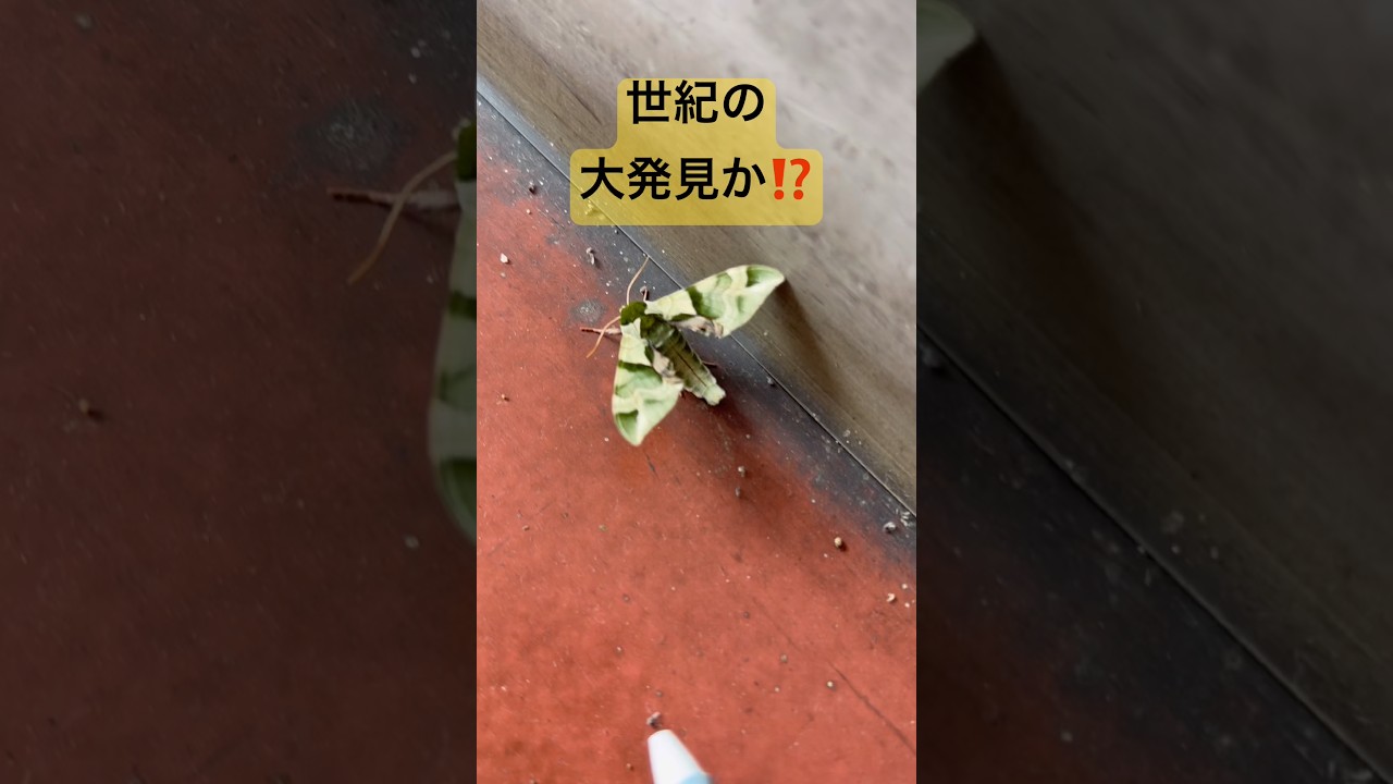 大発見⁉️ #shortvideo #shorts#珍獣#蝶々#蛾#変わった生き物