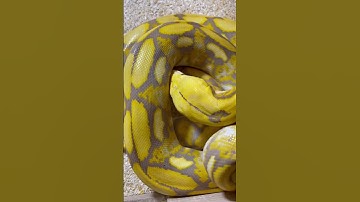 #reticulatuspython #reticulated #retic #reticulatedpythons #snake