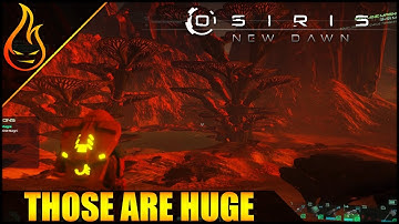On The Hunt For Rubber Trees Osiris New Dawn Ep4