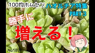 187【多肉植物】勝手に増えるハオルチア