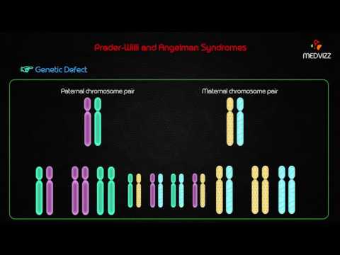Video: Procesarea Feței și Explorarea Semnalelor Sociale în Sindromul Prader-Willi: O Semnătură Genetică