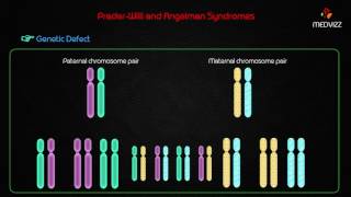 Prader-willi and angelman syndromes