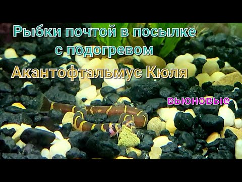 Рыбки почтой в коробке с подогревом на дворе зима Рождество Вьюн Акантофтальмус Кюля Kuhly Louches