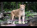 ライオンのクレイ
