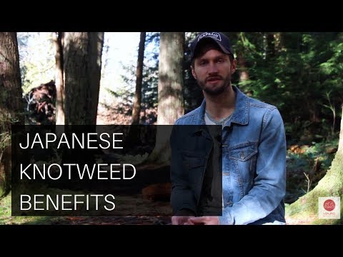 Video: Knotweed Herb - Noderīgas īpašības, Pielietojums
