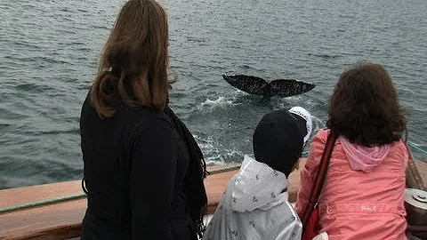 Grey Whales Galore - with Captain Scott McDaniels ...