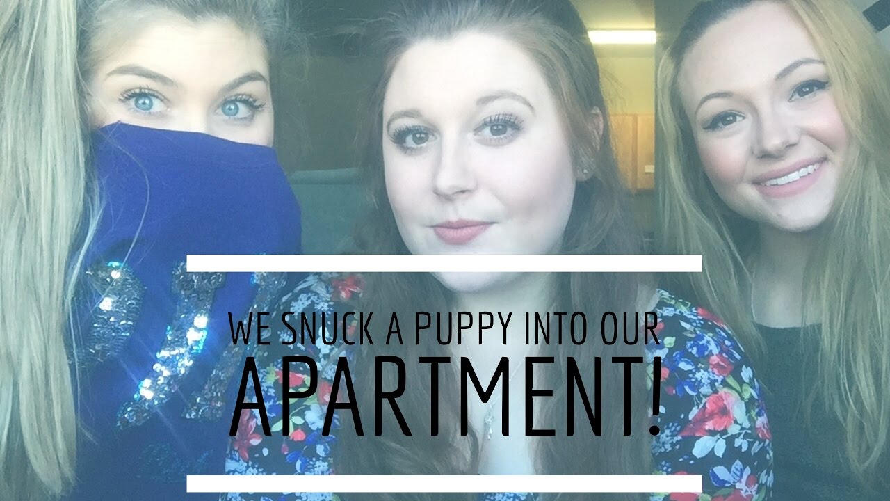 Rescuing/Sneaking a dog into our apartment! *STORYTIME* YouTube