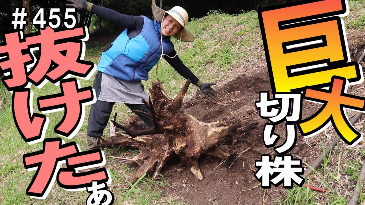 切り株 Finally! I managed to cut the bamboo roots that had grown through