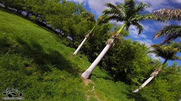 Crossfire Cruzin Olowalu