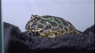 ベルツノガエル Ceratophrys ornate 日本最大級の体感型カエル館