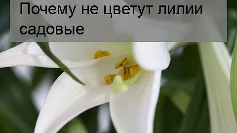Почему не цветут лилии садовые