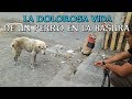 LA HISTORIA DE ESTE PERRO RESCATADO TE HARA LLORAR - Jeferson Rescata