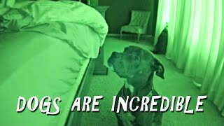 Dad Sets Up Hidden Camera To Find Out Why Dog Stares At Him All Night