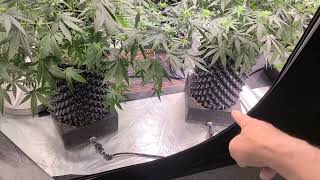 Weekly update Octopot grow #17 day 49 Godfather, Super Skunk, Gelato, Red Runtz.