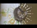 【仔猫の鳴き声】閲覧注意)油断してると萌え死にます!Cute Kitten