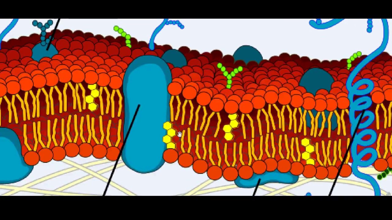 01 CAPSULITA PSU Colesterol y modelo de mosaico fluido YouTube 01 CAPSULITA PSU Colesterol y modelo de mosaico fluido YouTube