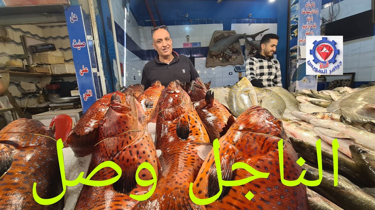 @الناجل بجودة عالية و أوزان ممتازة أجمل الأسماك بسوق السمك بالأنصاري بالسويس عند الحاج محمد زغلول.