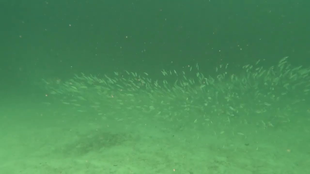 Schooling Fish of Roatan