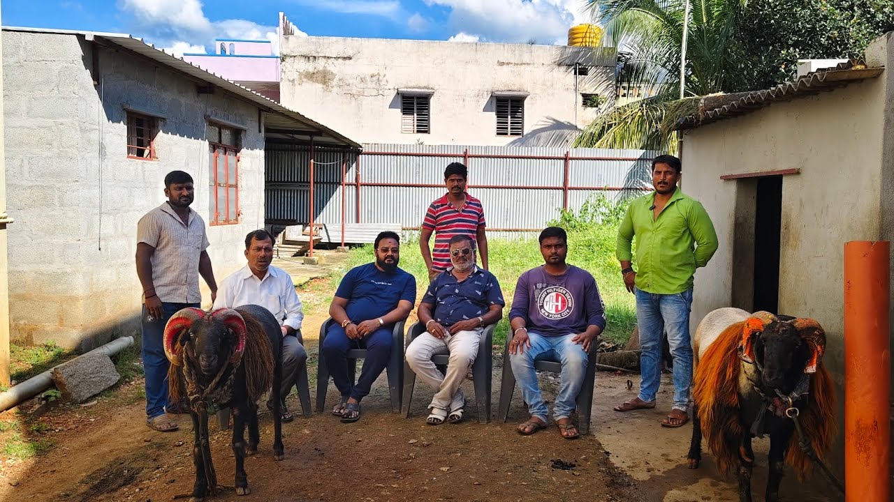 ಯಶು ಡಾನ್ ಬದ್ರಿ ಹರಿಹರದ ಹೆಸರಾಂತ ಕುರಿಗಳ ಸಂದರ್ಶನ 🐏