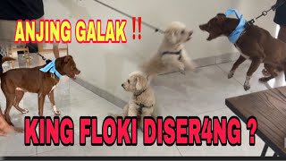 FLOKI DISER4NG 2 EKOR ANJING GALAK ‼ ANJINGNYA SANGAT DOMINAN