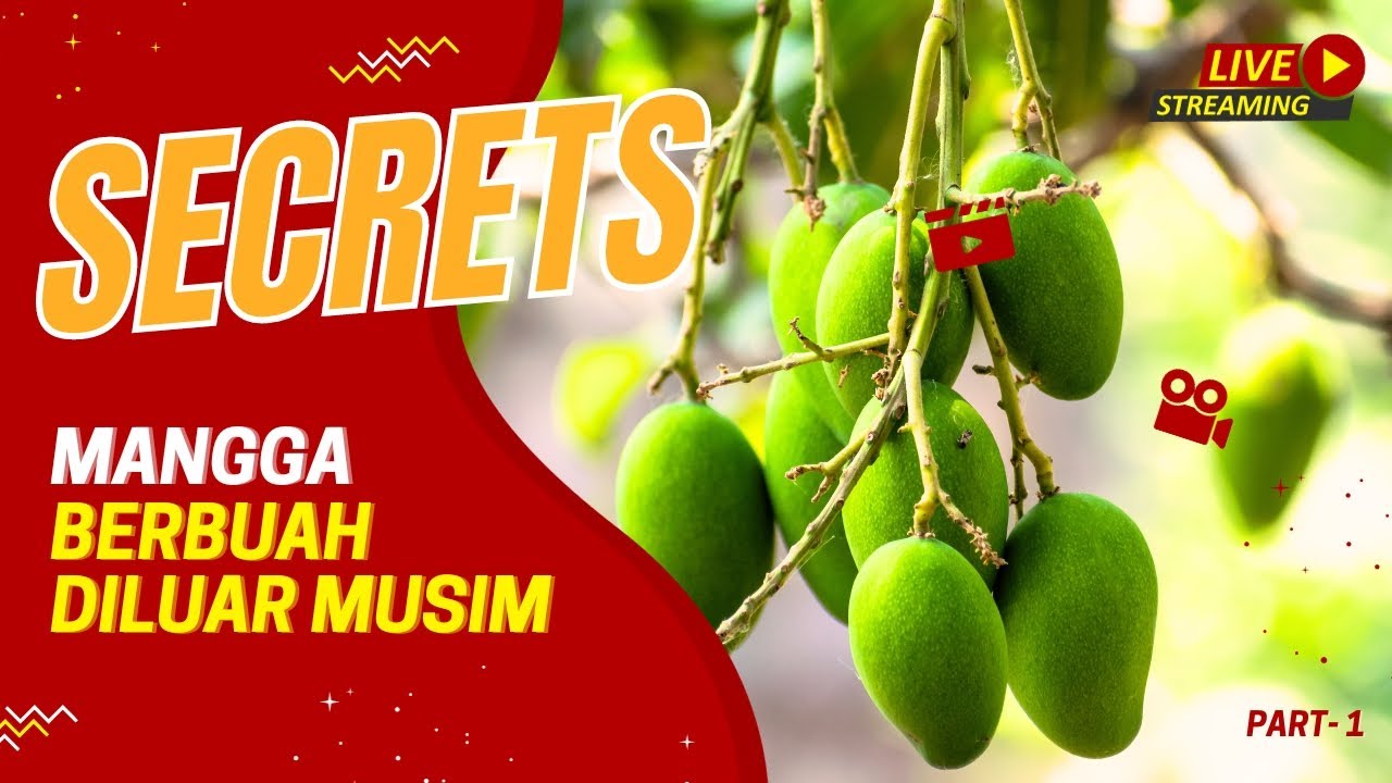 Cara Memaksa Mangga Berbuah DiLuar Musim- Part 1 (Pruning/ Pemangkasan)