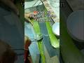 Diy Aloe Vera hair mask ,How to make aloe Vera hair mask #foryou#viralvideo#skincare#haircare#shorts
